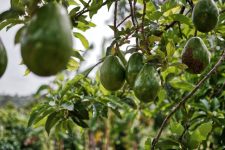 LA DGA AMPLÍA EL CRITERIO DE PROXIMIDAD PARA LOS TRABAJADORES DEL SECTOR AGRARIO