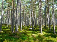 SE ABRE EL PLAZO PARA PRESENTAR CANDIDATURA AL PREMIO ARAGÓN MEDIO AMBIENTE 2021